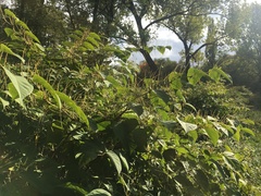 Reynoutria japonica