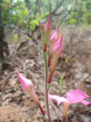 Mandevilla illustris