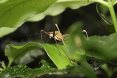 Xenicola brauni