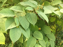 Reynoutria japonica