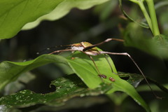 Xenicola brauni