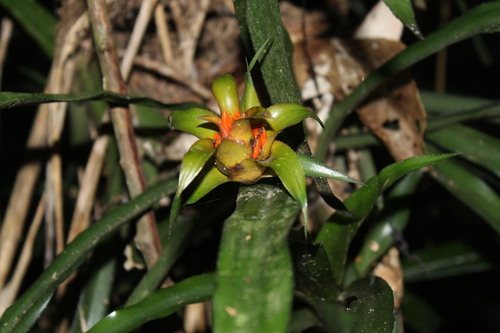 Image of Canistropsis billbergioides by no rights reserved