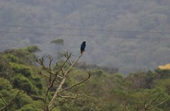Cyanocorax caeruleus
