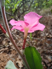 Mandevilla illustris