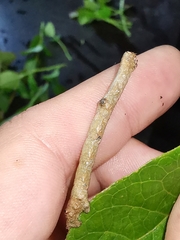 Hypomecis punctinalis