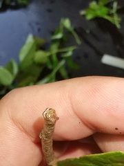 Hypomecis punctinalis