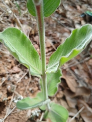Mandevilla illustris
