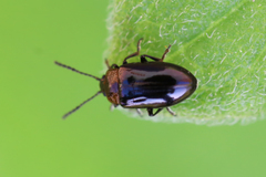 Microtheca
