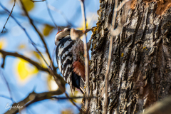 Dendrocopos leucotos