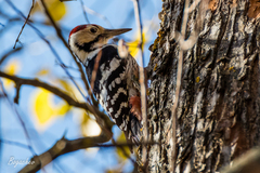 Dendrocopos leucotos