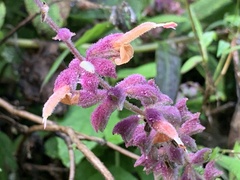 Salvia lasiantha
