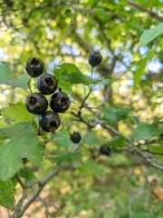 Crataegus pentagyna