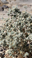 Tidestromia suffruticosa