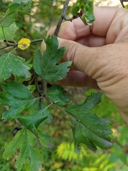 Crataegus pentagyna