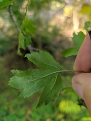 Crataegus pentagyna