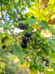Crataegus pentagyna