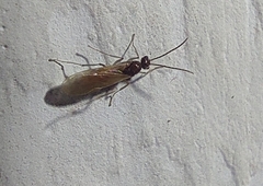 Aculeata