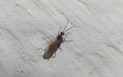 Aculeata