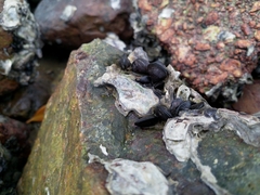 Brachidontes