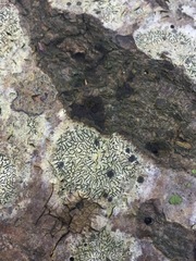 Stigmidium microspilum