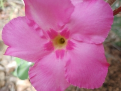 Mandevilla illustris