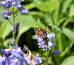 Vanessa virginiensis