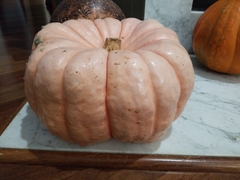 Cucurbita maxima maxima