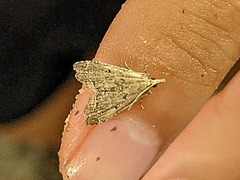 Diplopseustis perieresalis