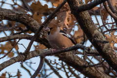Coccothraustes coccothraustes