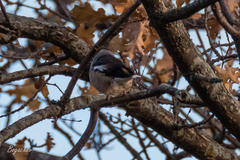 Coccothraustes coccothraustes