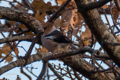 Coccothraustes coccothraustes