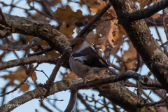 Coccothraustes coccothraustes