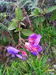 Pleroma heteromallum