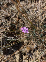Dianthus humilis