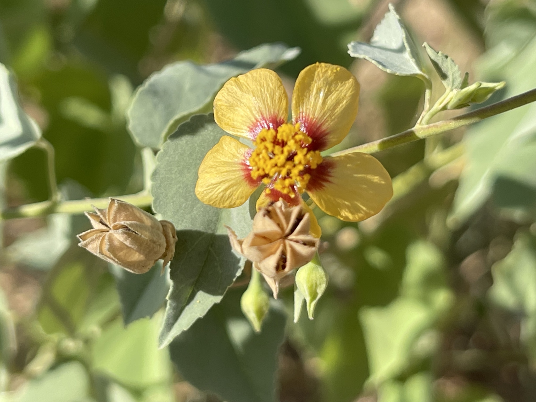 Abutilon incanum