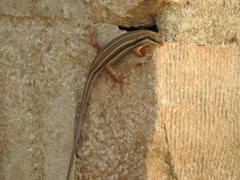Trachylepis quinquetaeniata