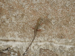 Trachylepis quinquetaeniata