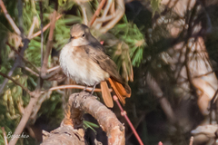 Phoenicurus phoenicurus