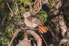 Phoenicurus phoenicurus