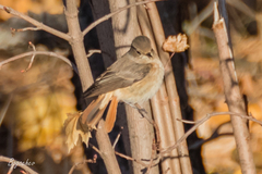 Phoenicurus phoenicurus