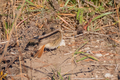 Phoenicurus phoenicurus