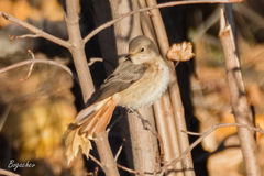 Phoenicurus phoenicurus