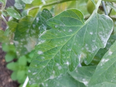 Pseudoidium neolycopersici