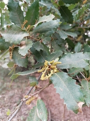 Quercus × cerrioides