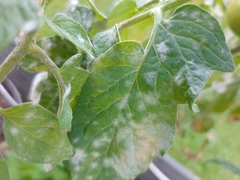 Pseudoidium neolycopersici