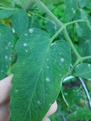 Pseudoidium neolycopersici