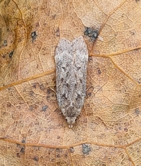 Anacampsis populella