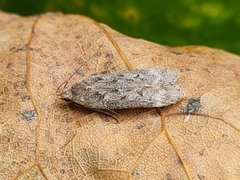 Anacampsis populella
