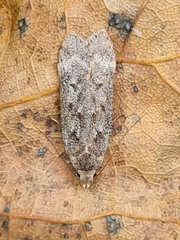 Anacampsis populella