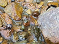 Metopograpsus